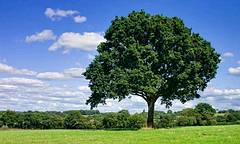 英國成熟橡樹正遭受細菌威脅。（圖片節錄自衛報報導/Graham Morley/Alamy）